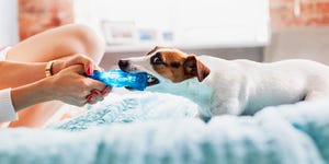 dog pulling toy out of woman's hands