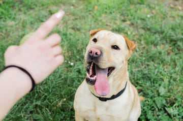 owner hand training dog