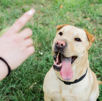 owner hand training dog owner hand training dog