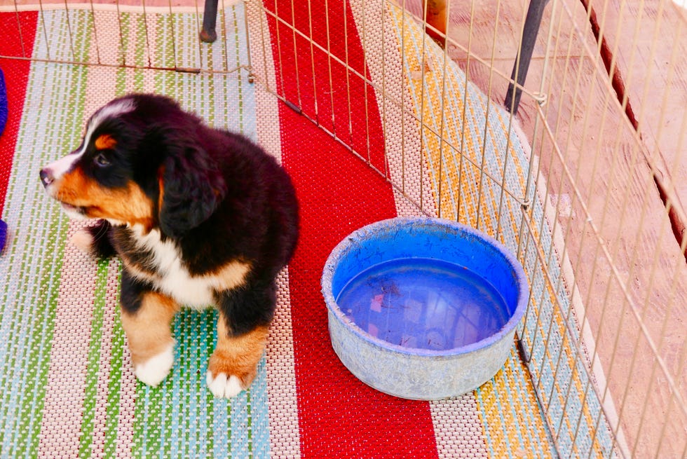 Expert Advice 10 MustKnow Tips Before You Start Training a Dog