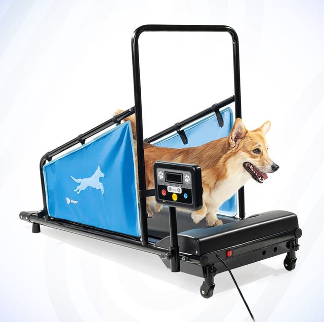 dog treadmill