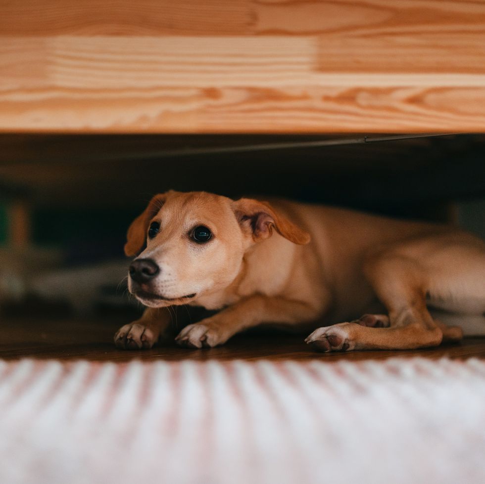 terrified little dog lying on the floor below bed