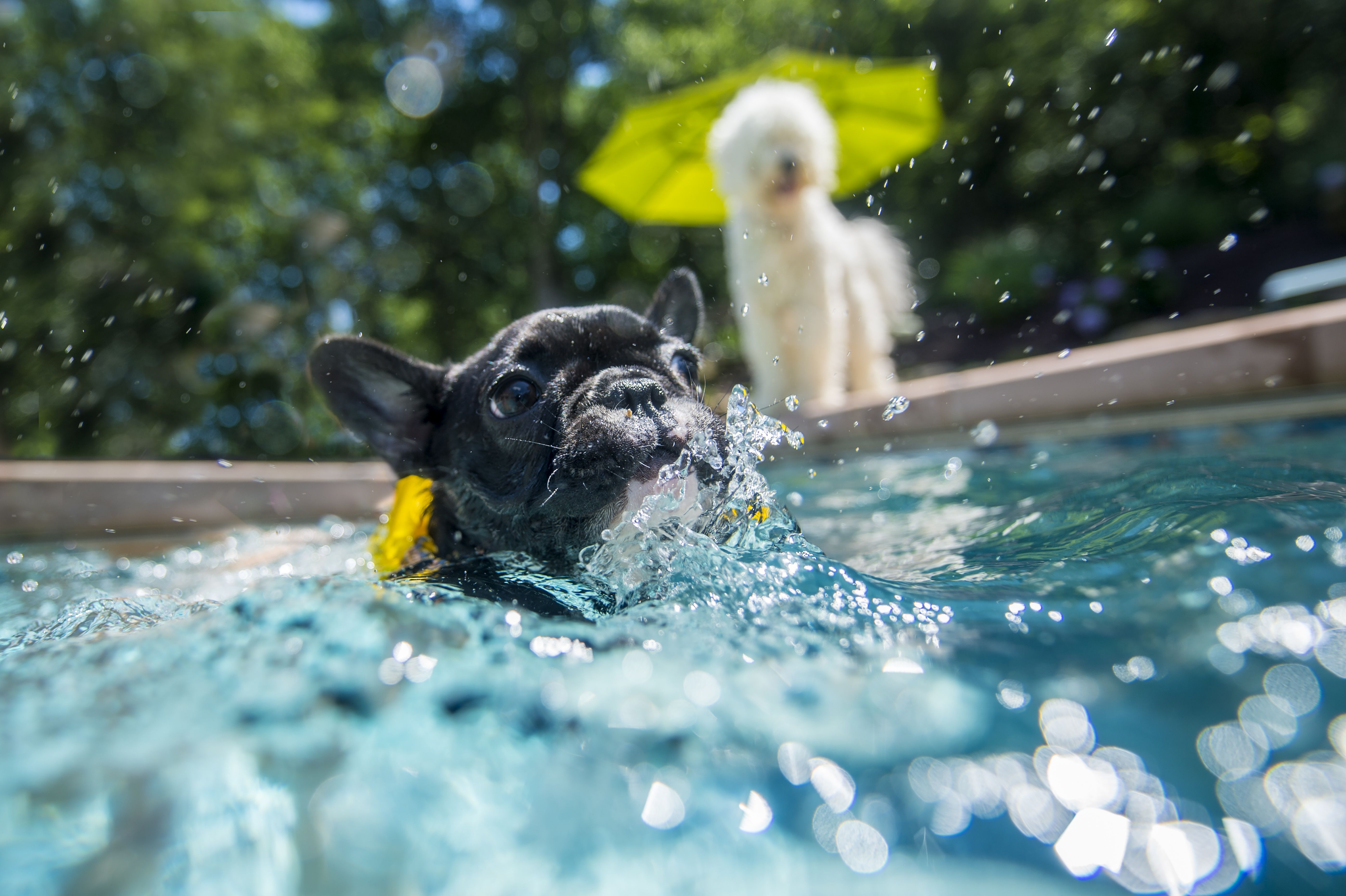 Best dog swimming near hot sale me