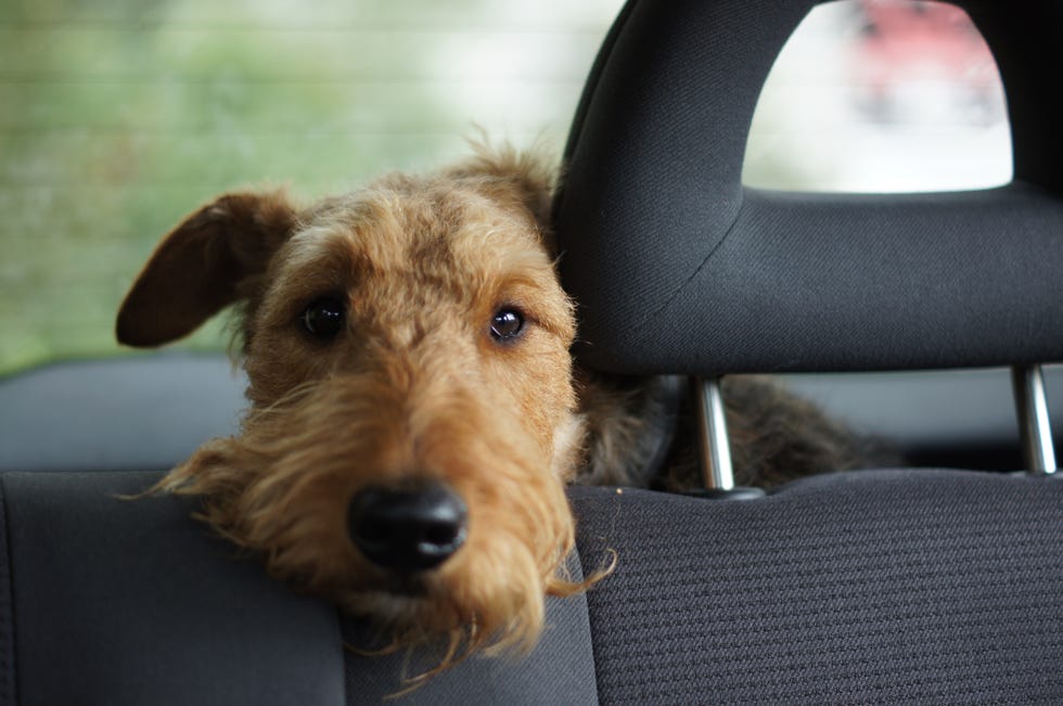 dog waiting in car