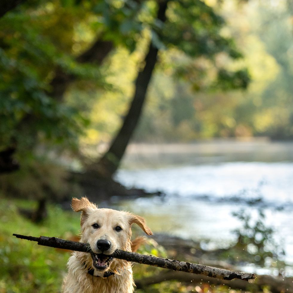 happy golden retriever fetching big stick near river   fall