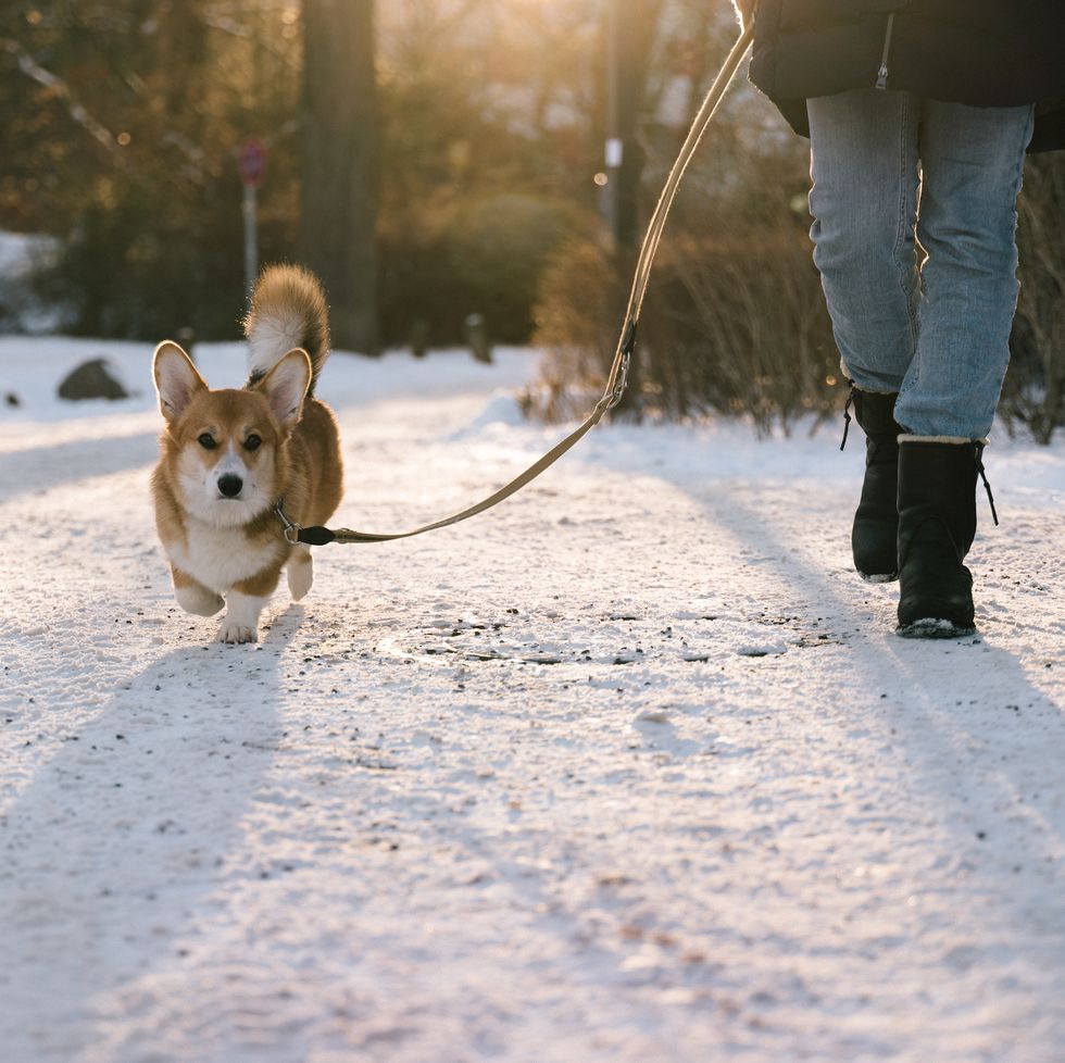 dog walking with a corgi in winter snow