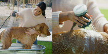 a person bathing a dog with a handheld spray nozzle