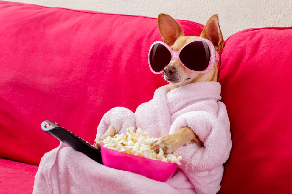 funny dog watching tv