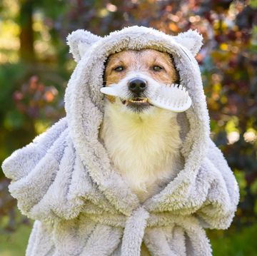 Dog wearing bathrobe after shower holding grooming brush in mouth