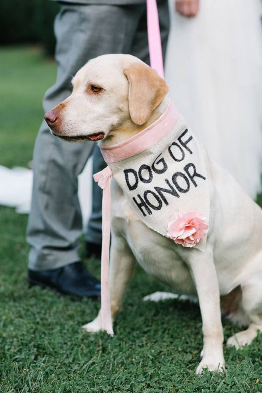 dog wedding ideas dog of honor
