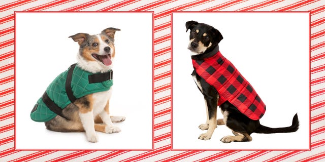 dog winter coats