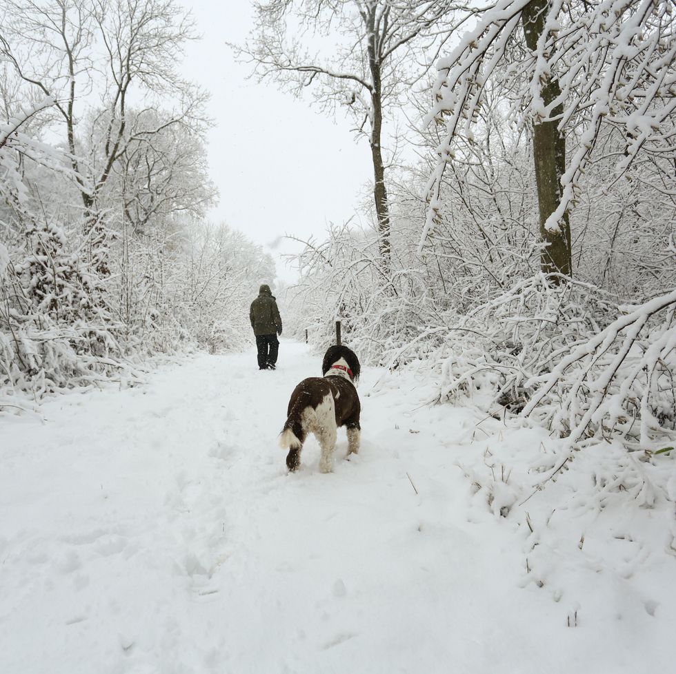 a winter scene of the footpath and the trees covered in snow and an english springer spaniel dog and its owner walking in balls wood, hertford heath, uk