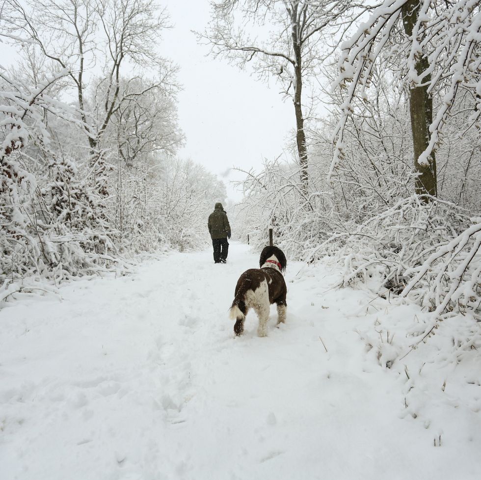 a winter scene of the footpath and the trees covered in snow and an english springer spaniel dog and its owner walking in balls wood, hertford heath, uk