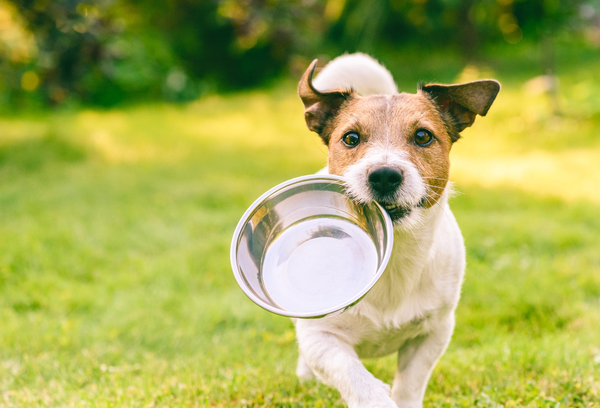 can a dog eat or drink before an ultrasound