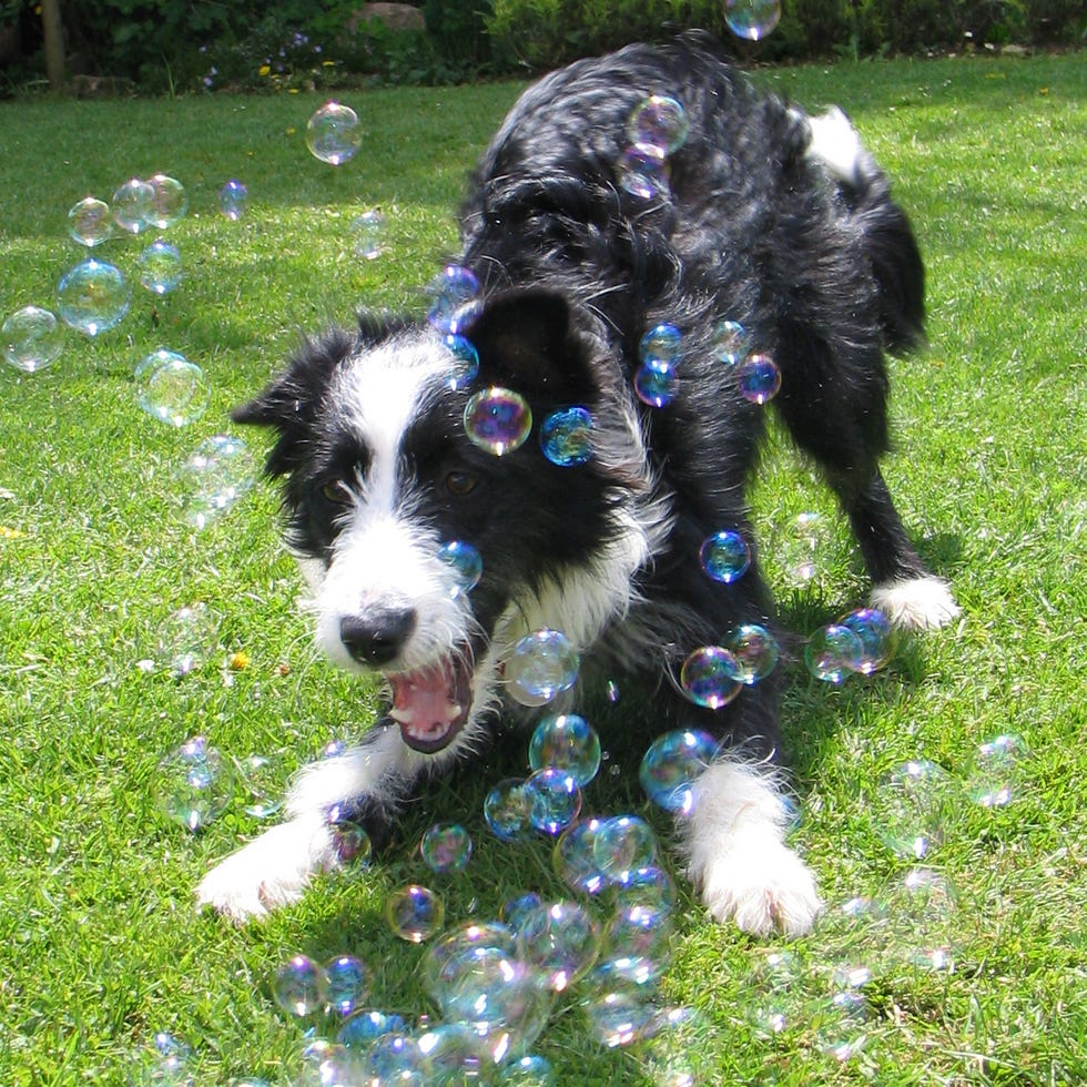 Dog with Bubbles dog with bubbles