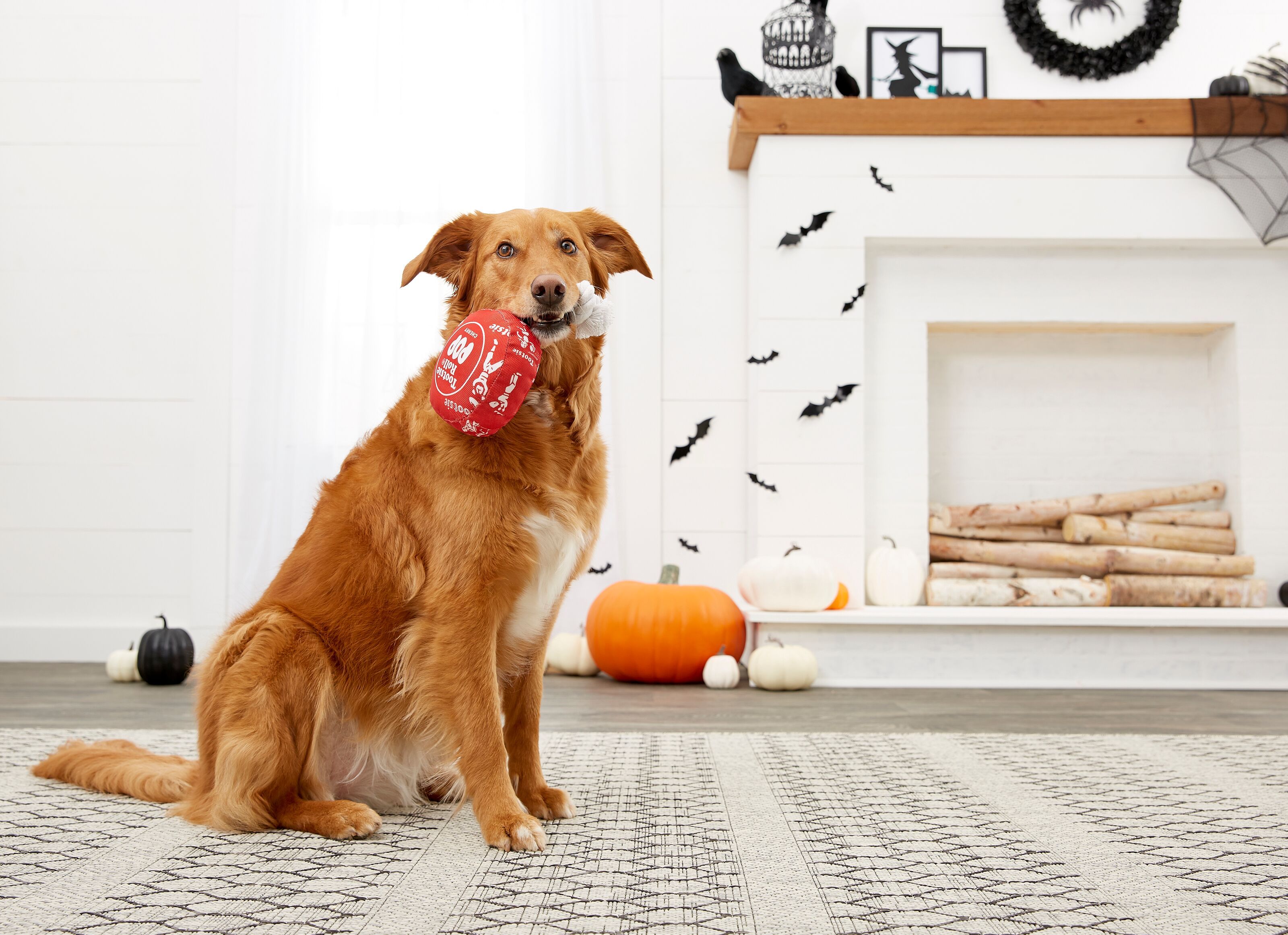 Chewy Sells Halloween Candy Dog Toys