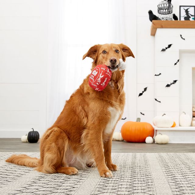 Dog With Candy Toy