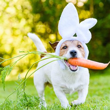 dog with carrot wearing bunny ears headband as humorous easter rabbit
