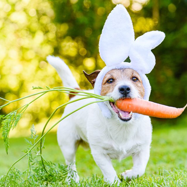 dog with carrot wearing bunny ears headband as humorous easter rabbit