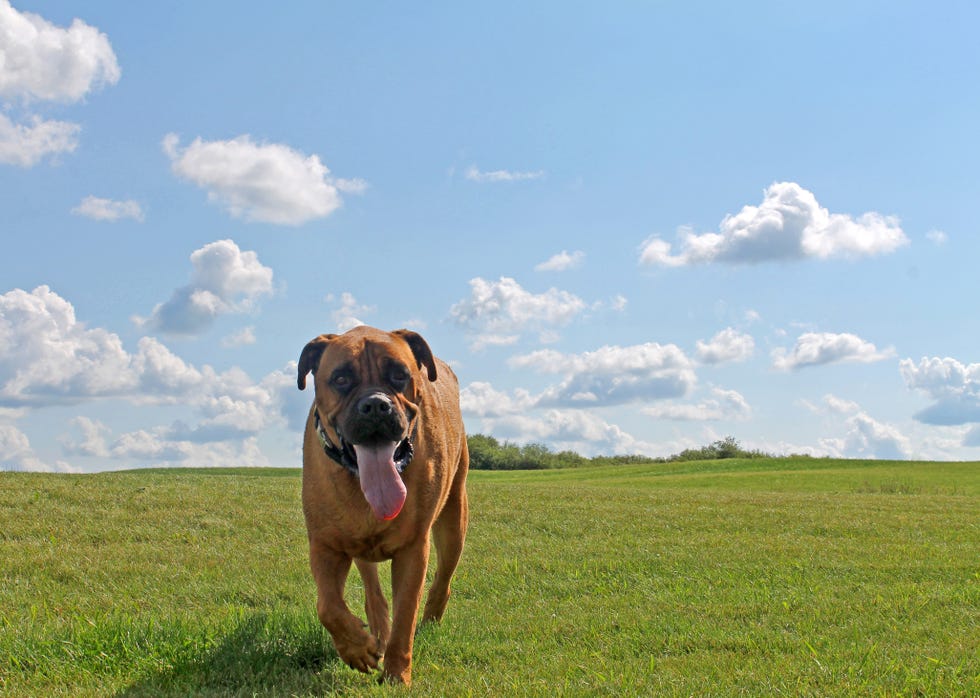 best large breed dogs bull mastiff