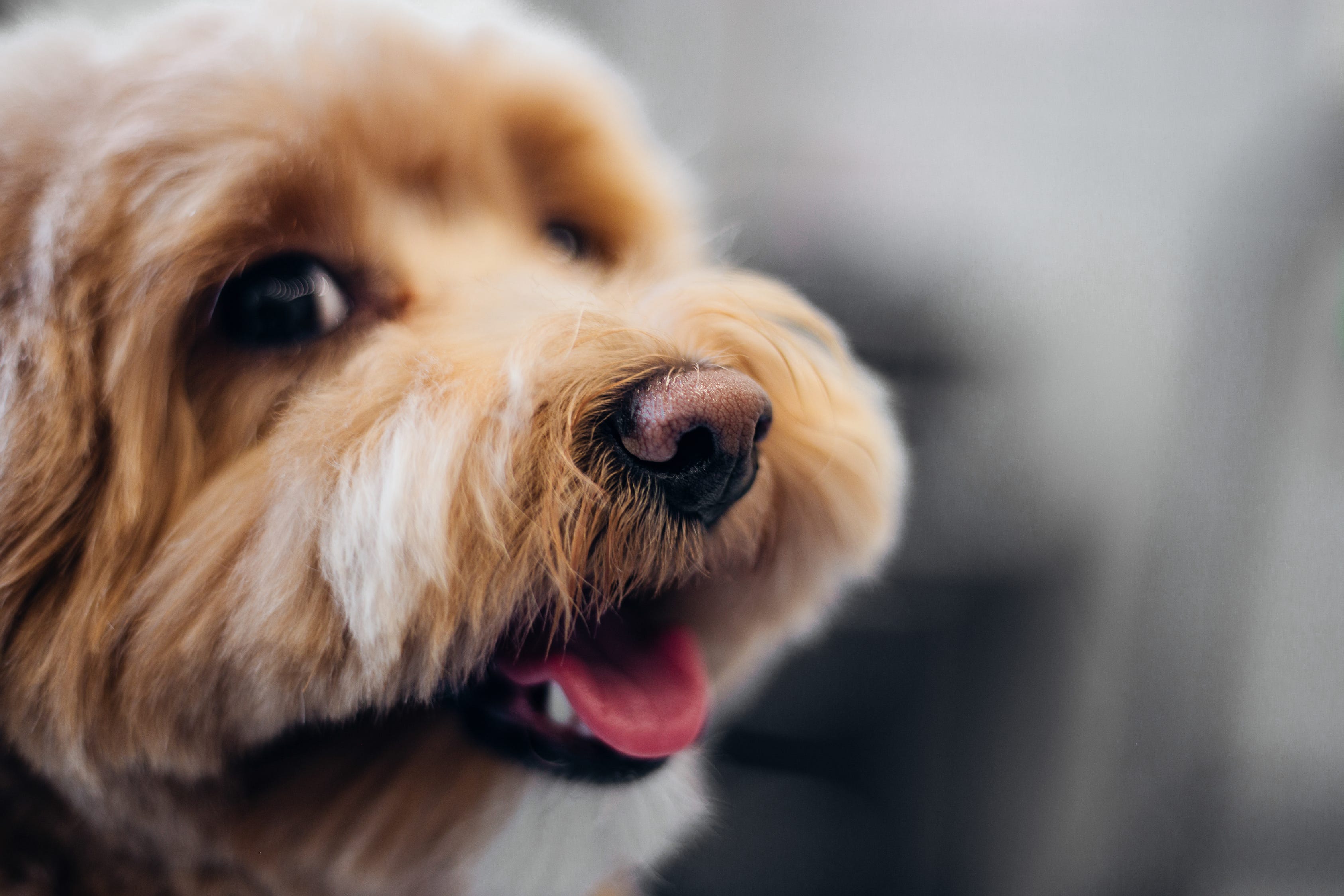 Dog Side Eye Gif - fzz9nzz