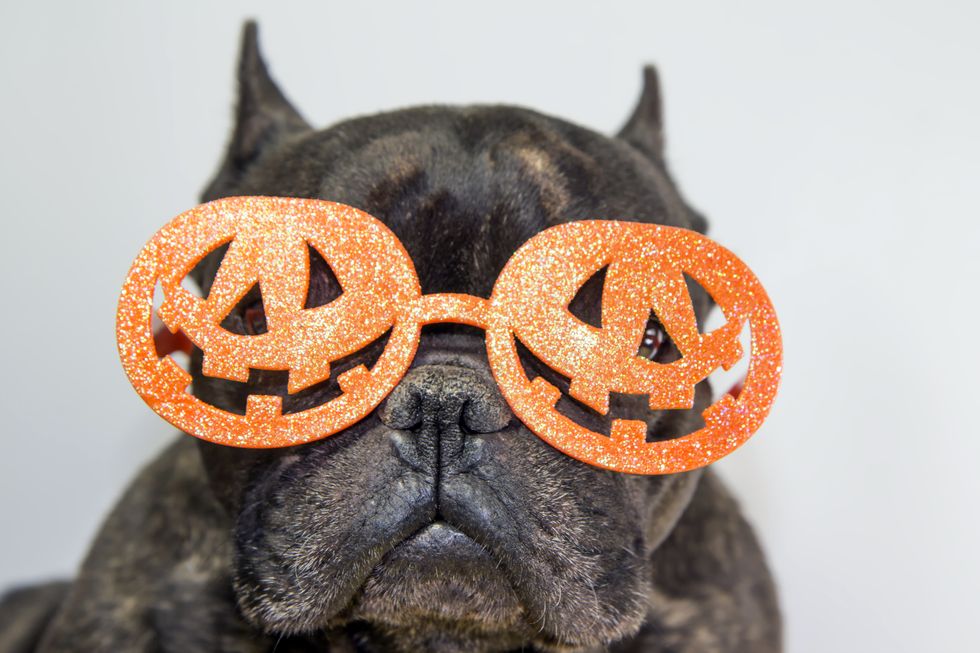 Dog with glasses pumpkin on halloween