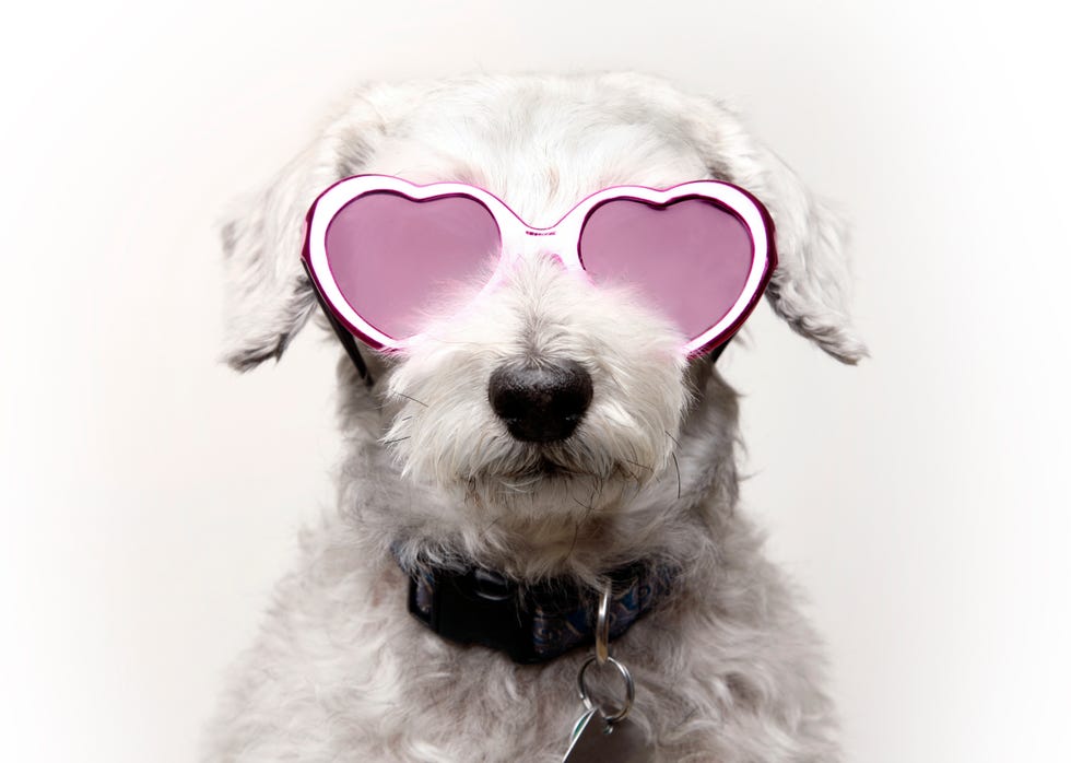 Dog with Rose Colored Glasses