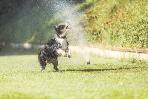 dog with sprinkler