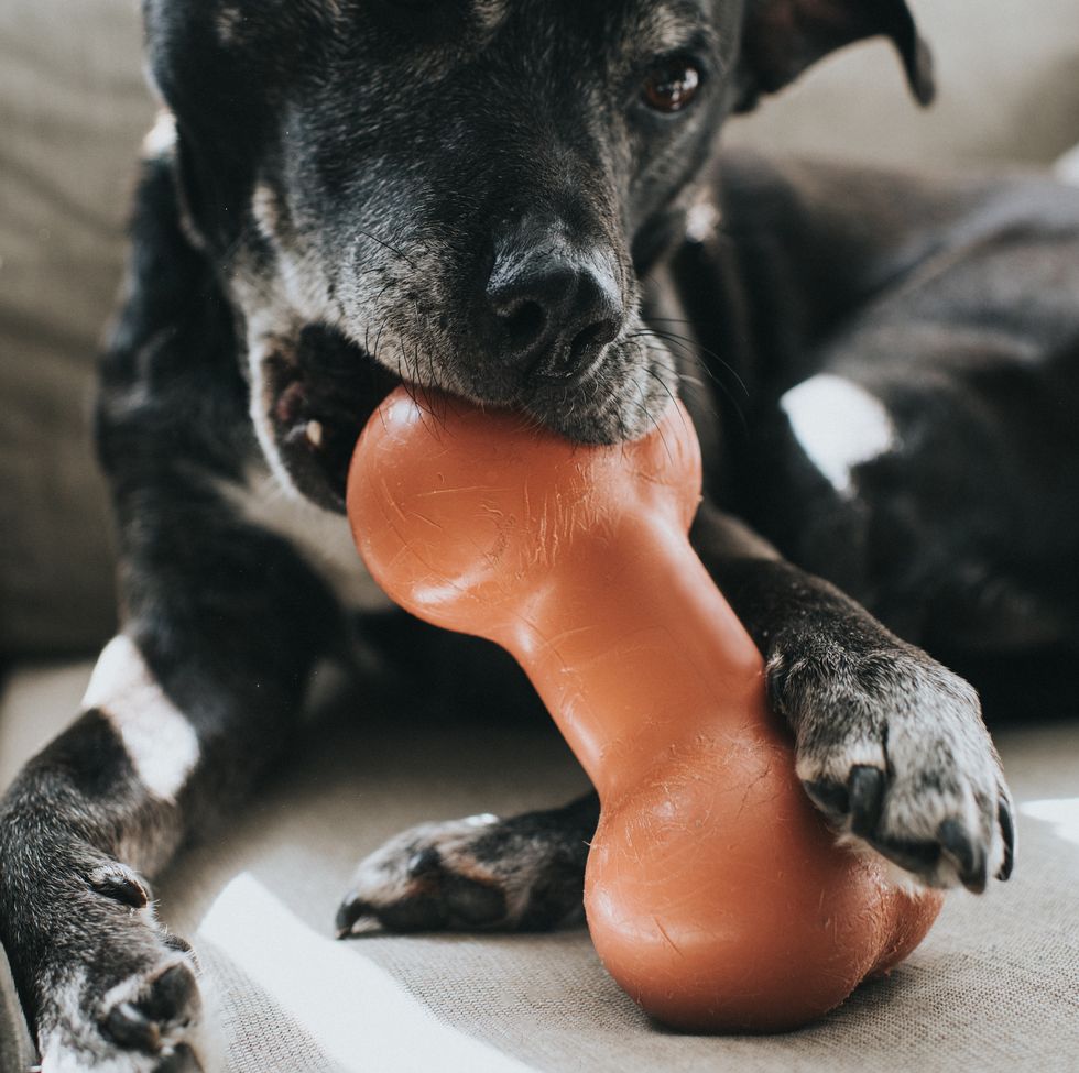 black dog chewing a large plastic bone shaped chew