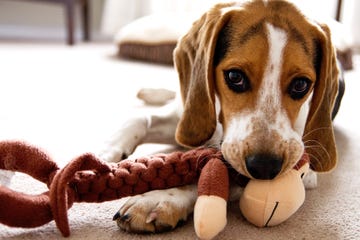 hound puppy plays with toy monkey