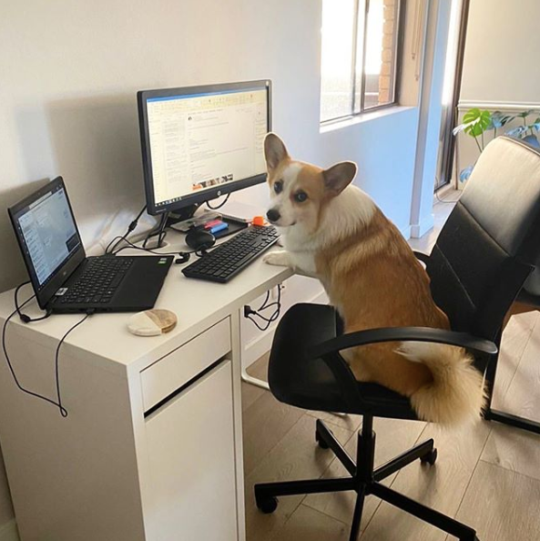 Coronavirus: Instagram Account For Dogs Working From Home Launches