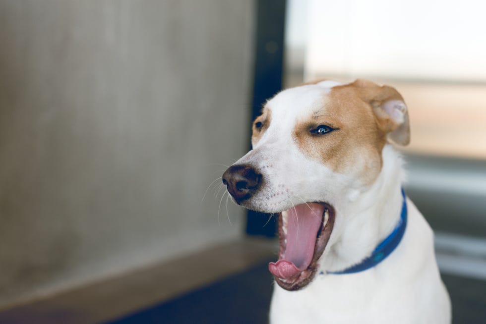 dog yawning with ears back