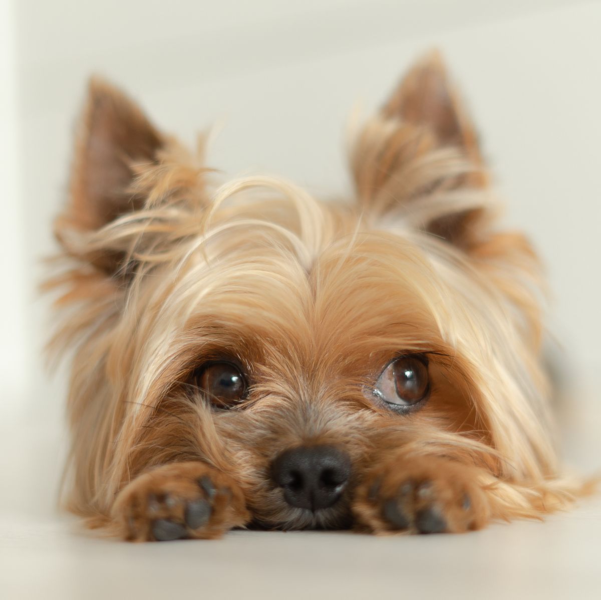 https://hips.hearstapps.com/hmg-prod/images/dog-yorkshire-terrier-lies-on-the-floor-with-paws-royalty-free-image-1682539706.jpg?crop=0.668xw:1.00xh;0.179xw,0&resize=1200:*