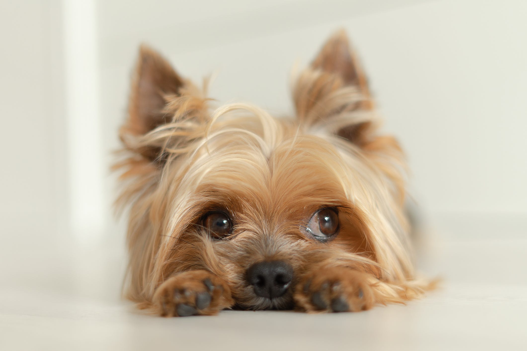 australian terrier breed is it right for you