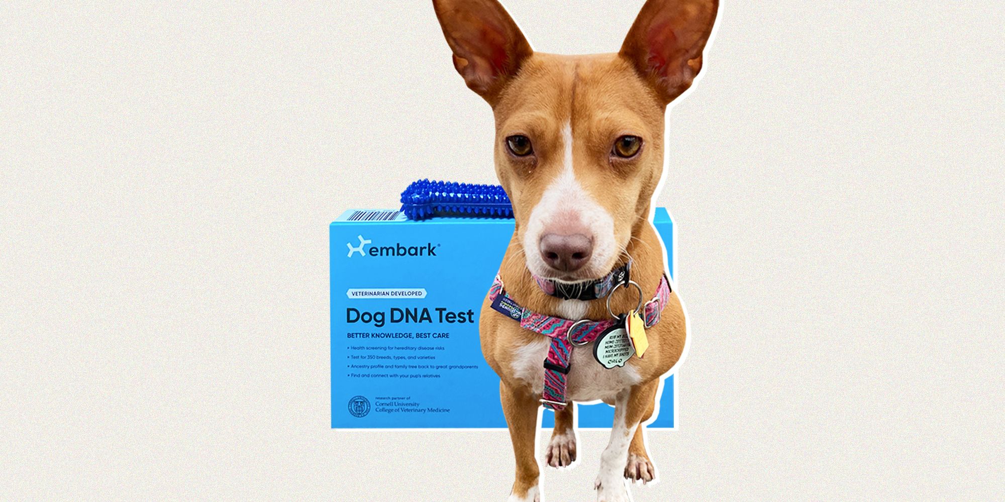 I Tried the Embark Vet Dog DNA Test on My Adopted Pup and Got