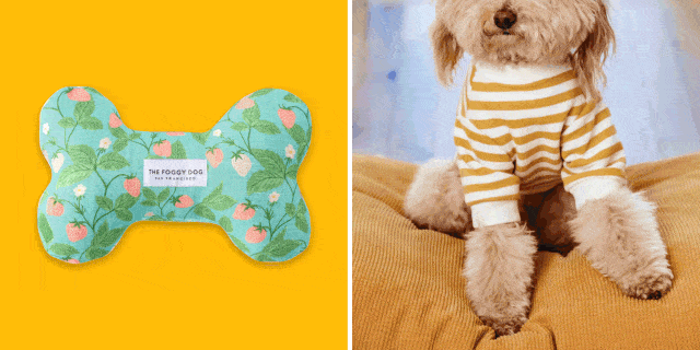 The most stylish pet accessories to pamper your furbaby with