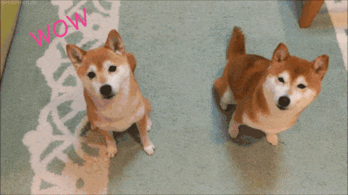 doggo doge friends running