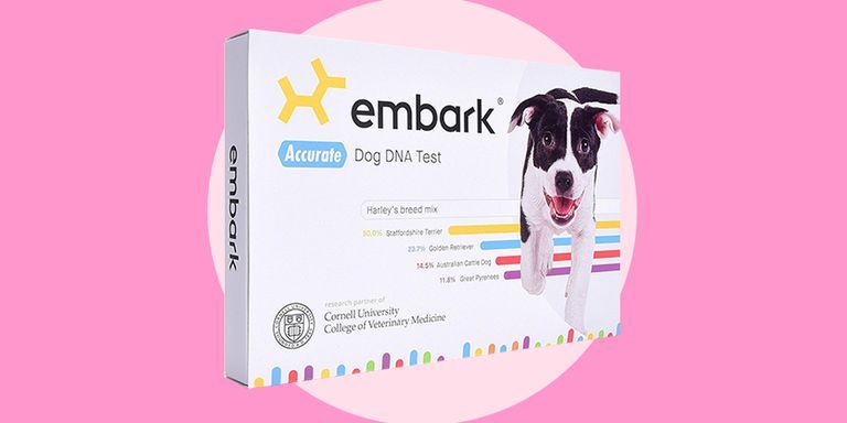 Best dog hotsell dna kit