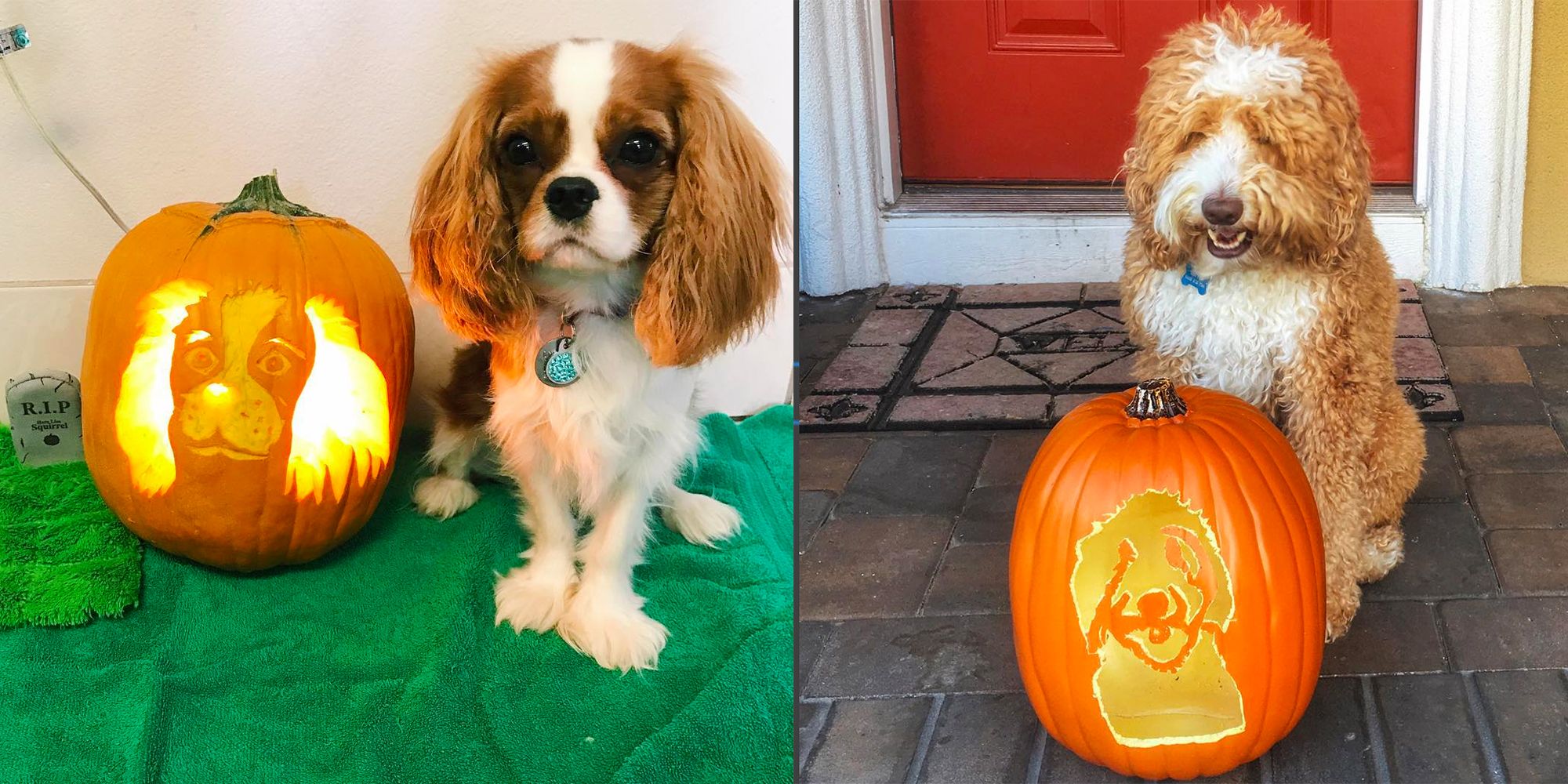 dog bone pumpkin carving