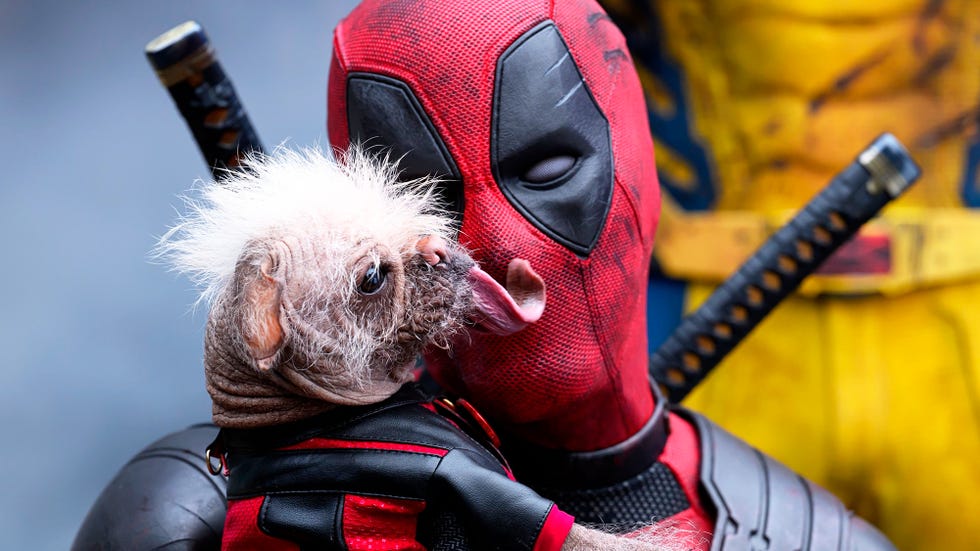 deadpool y lobezno perro