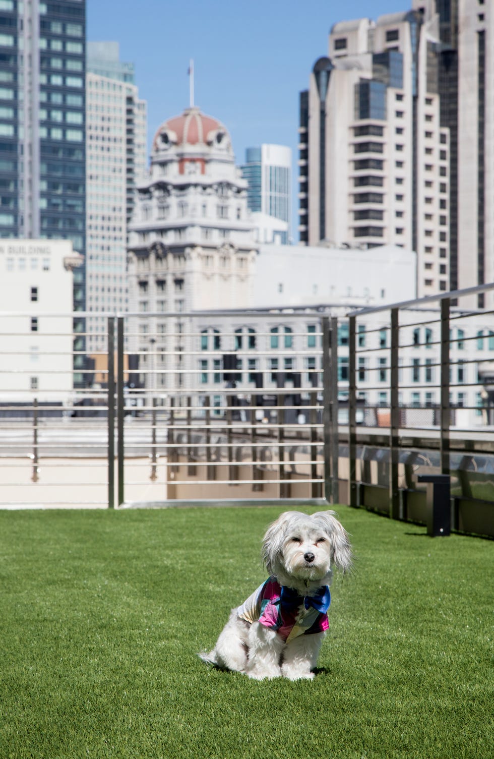 The best dog-friendly hotels with posh amenities for pets