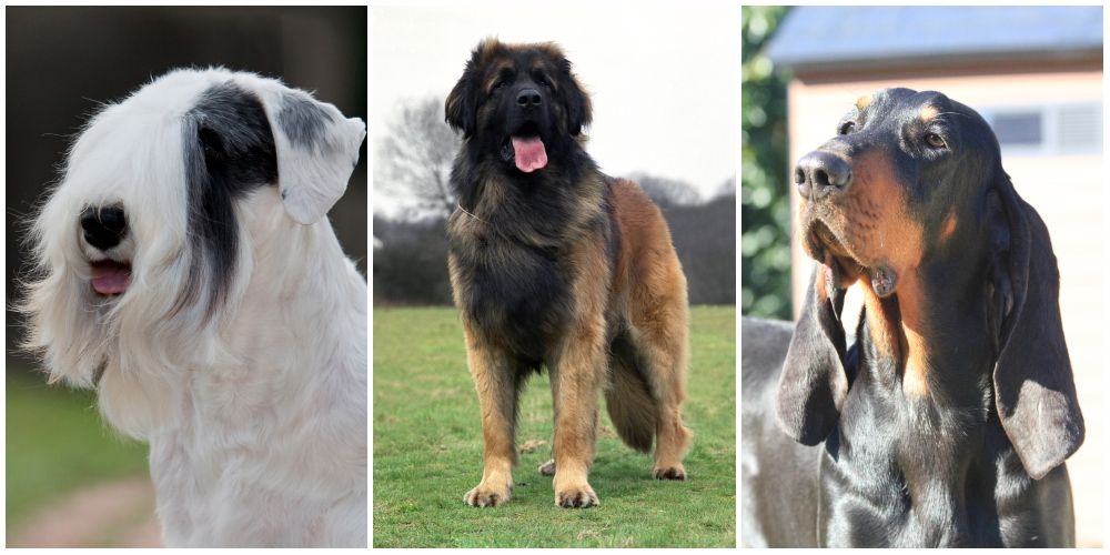 10 best sale rarest dogs