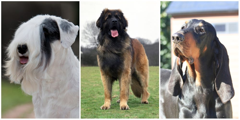 How Many Of These 10 Rare Dog Breeds Can You Name? – Dog Breed Quiz