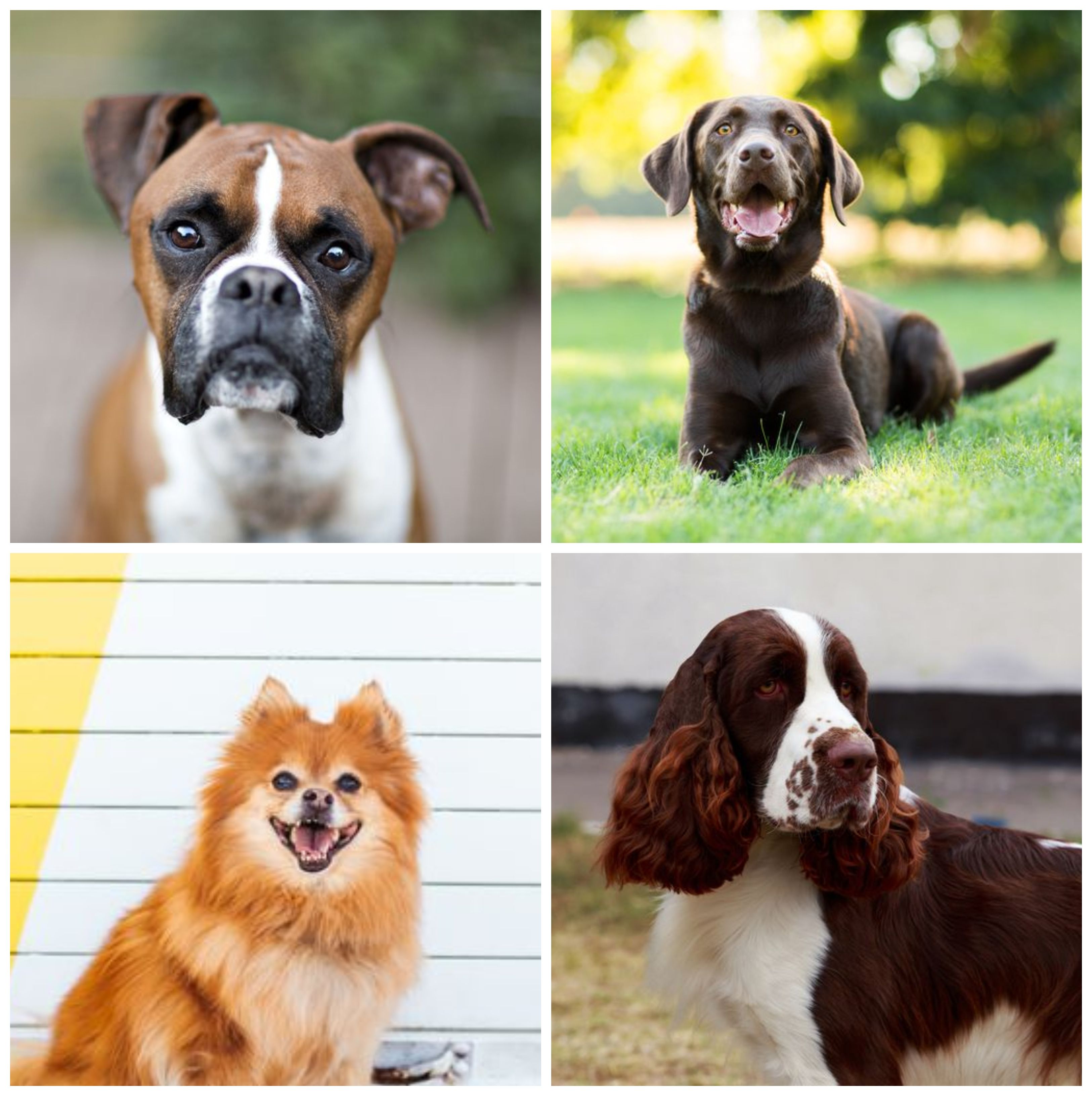 Top five dog store breeds