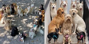  愛犬の写真を撮ろうと思っても、カメラを見てくれなかったり、ブレてしまったりする…というお悩みを抱えている人も多いのでは？ ましてや、犬の集合写真なんて撮影するのは至難の業。しかしネット上では、アメリカ・フロリダ州マイアミにある「ウーフパック・アニマルデイケア＆トレーニングセンター﻿」の犬の集合写真が話題に！