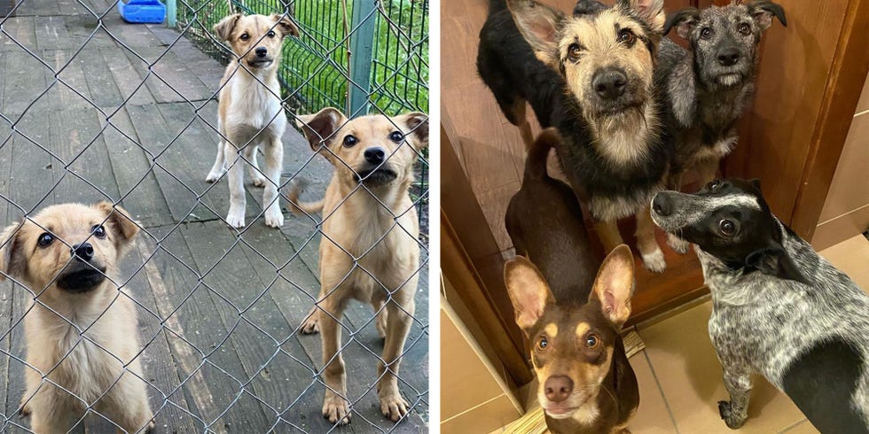 voices from ukraine bas dogs