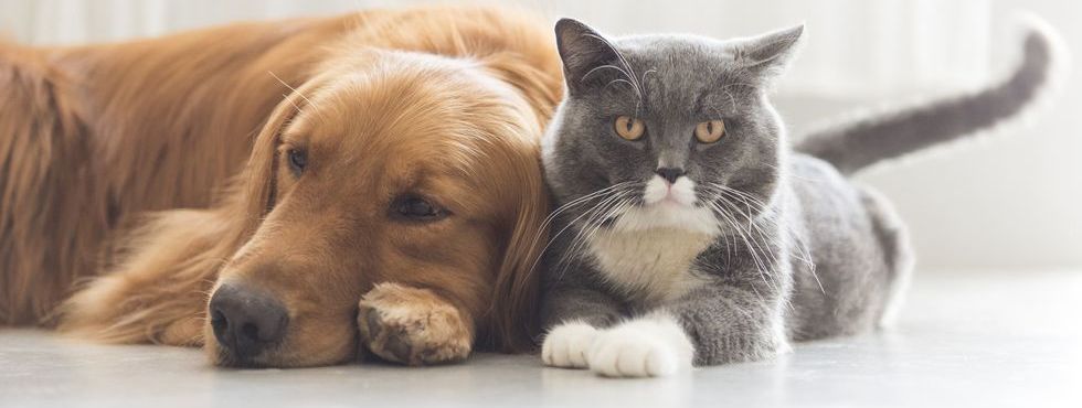Dogs and cats snuggle together