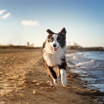an australian shepherd dog runs along the beach by the seashore outdoor photo