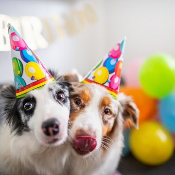 two dogs with party hats