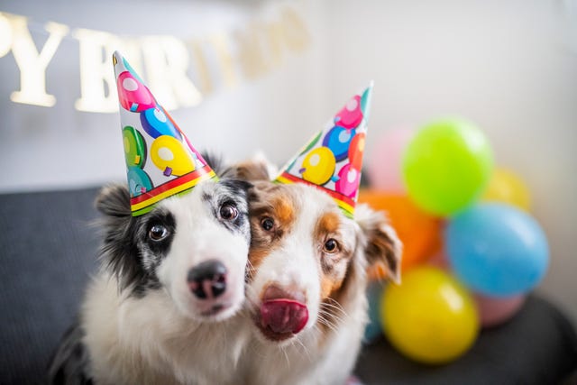 two dogs with party hats